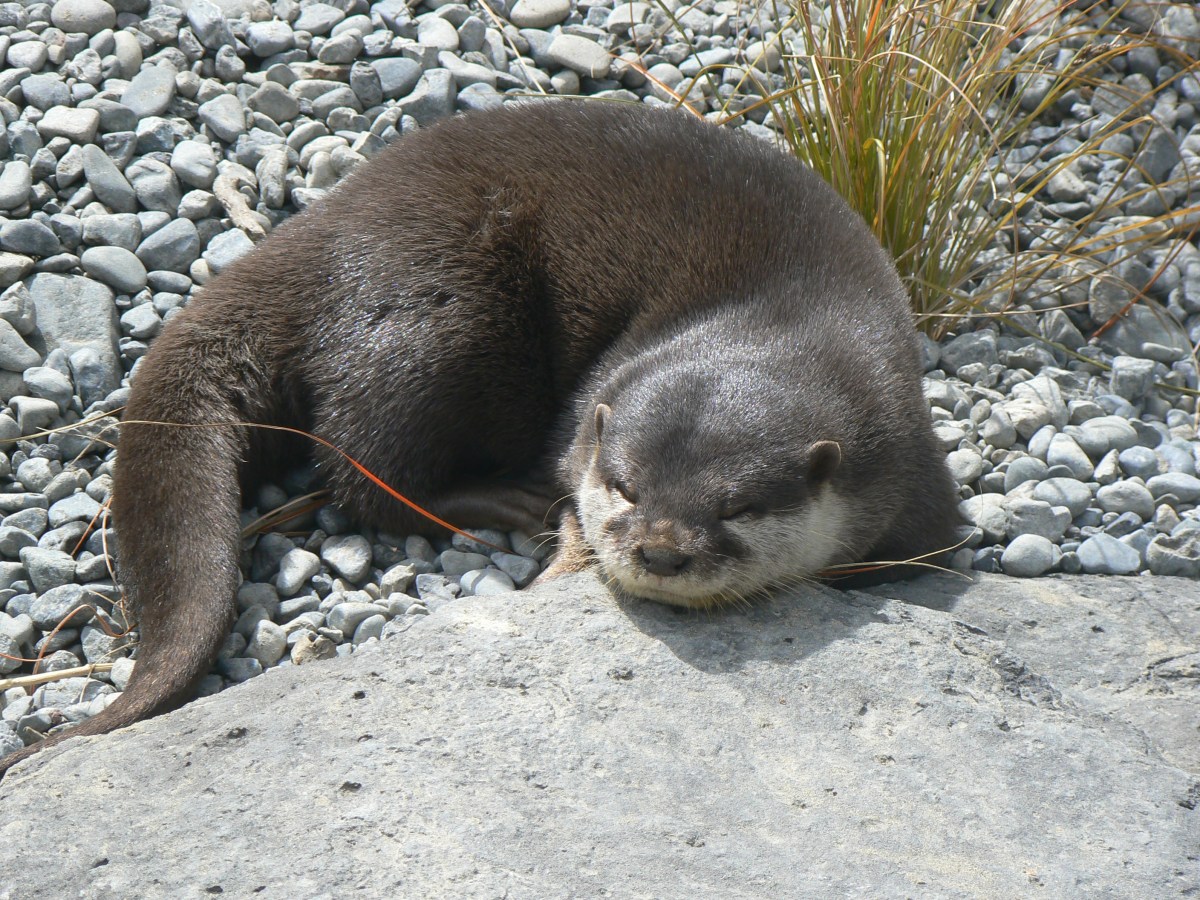 Mountain, coast and&nbsp;wildlife