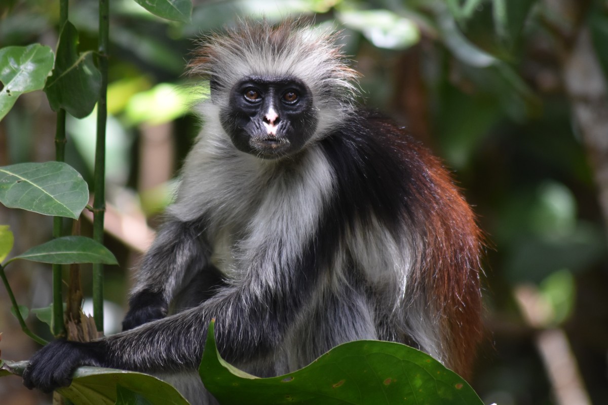 Tanzanian Safari Part 3 –&nbsp;Zanzibar