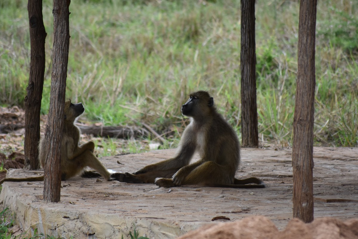 Tanzanian Safari part 2 –&nbsp;Selous