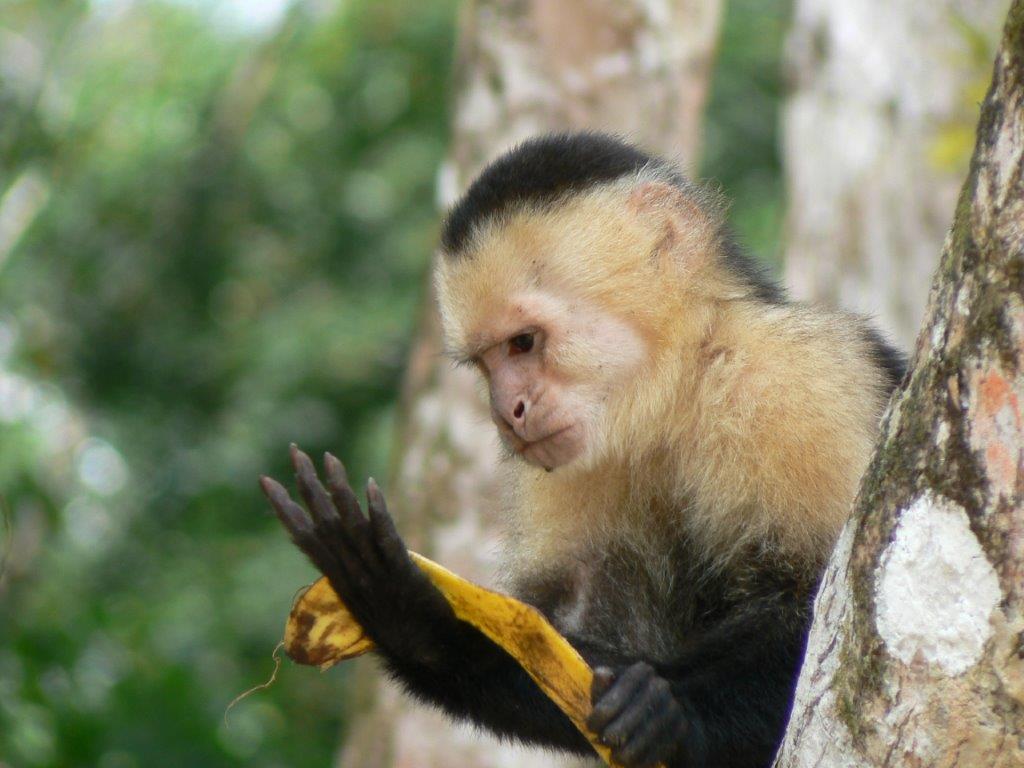 Costa Rica 2011 Part&nbsp;2