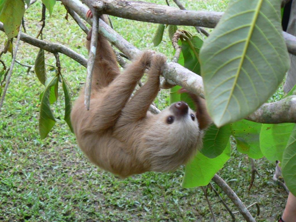 Costa Rica, 2011, final&nbsp;part