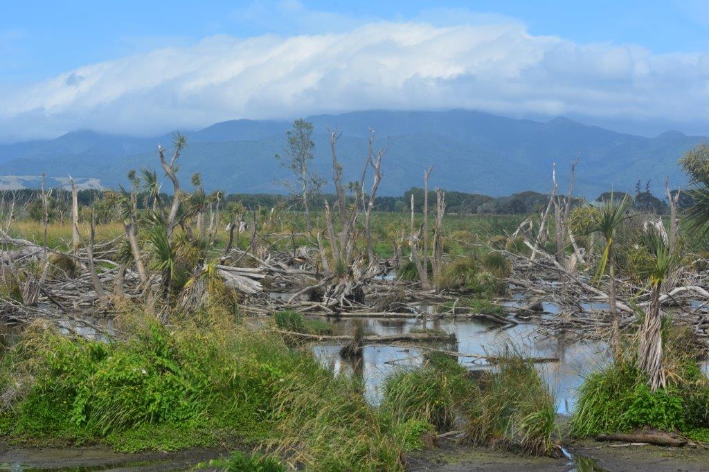 The dystopian landscape of the Boggy Pond reserve