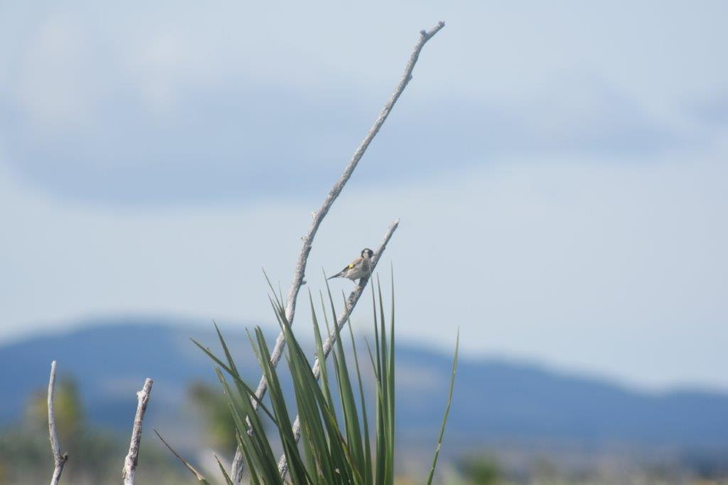 a goldfinch sat on a dead twig