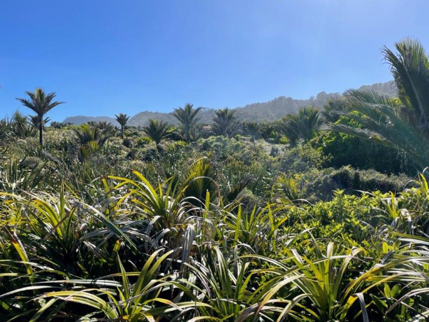 walk through a forest of Phormium plants 